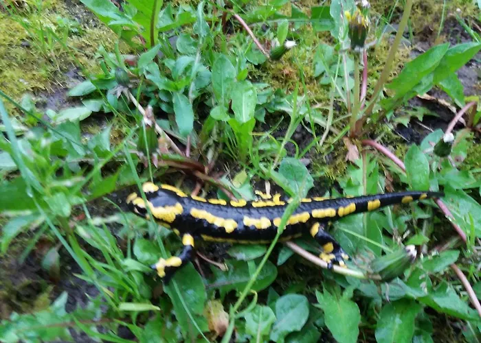 Anna's Haeuschen Casa de Férias